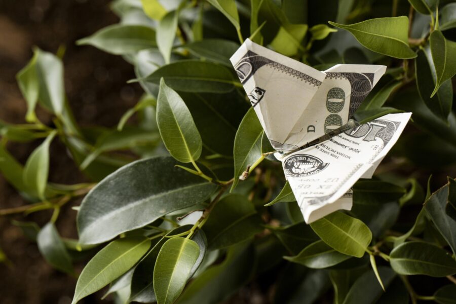 high-angle-banknote-plant